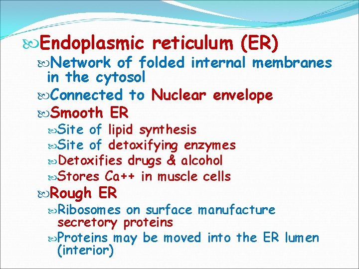  Endoplasmic reticulum (ER) Network of folded internal membranes in the cytosol Connected to