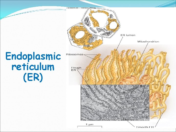 Endoplasmic reticulum (ER) 