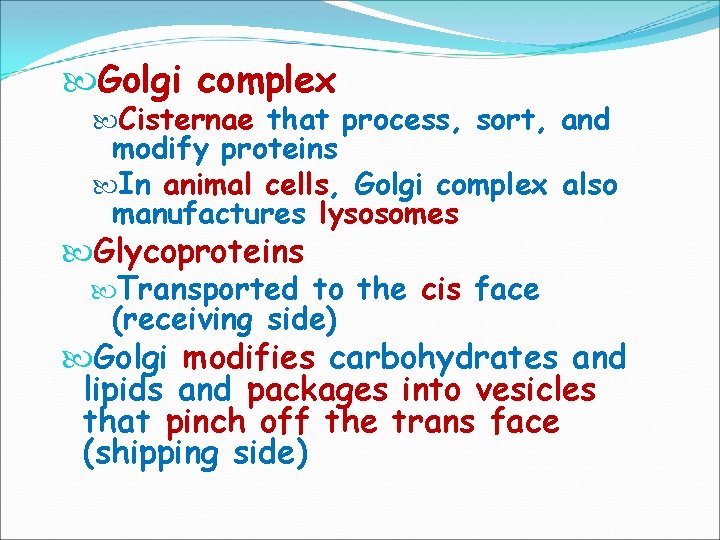  Golgi complex Cisternae that process, sort, and modify proteins In animal cells, cells