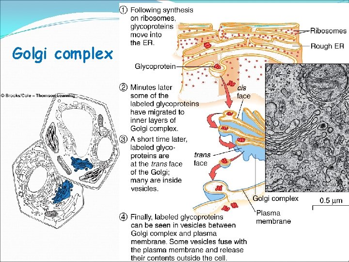 Golgi complex 