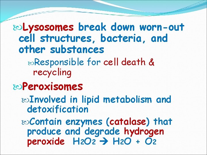  Lysosomes break down worn-out cell structures, bacteria, and other substances Responsible recycling for