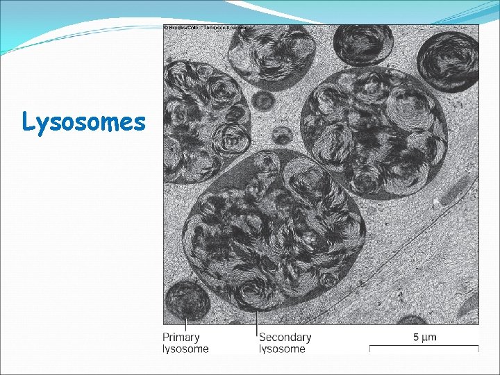 Lysosomes 