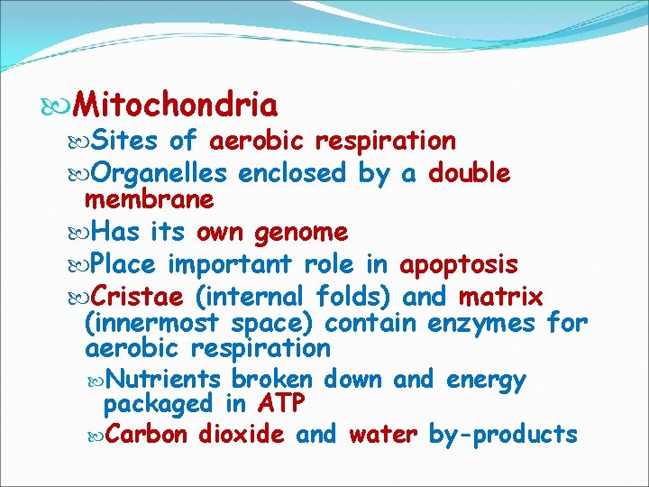  Mitochondria Sites of aerobic respiration Organelles enclosed by a double membrane Has its