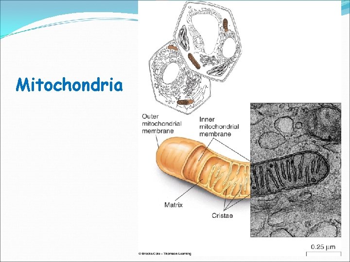 Mitochondria 