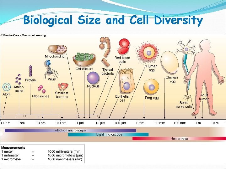 Biological Size and Cell Diversity 