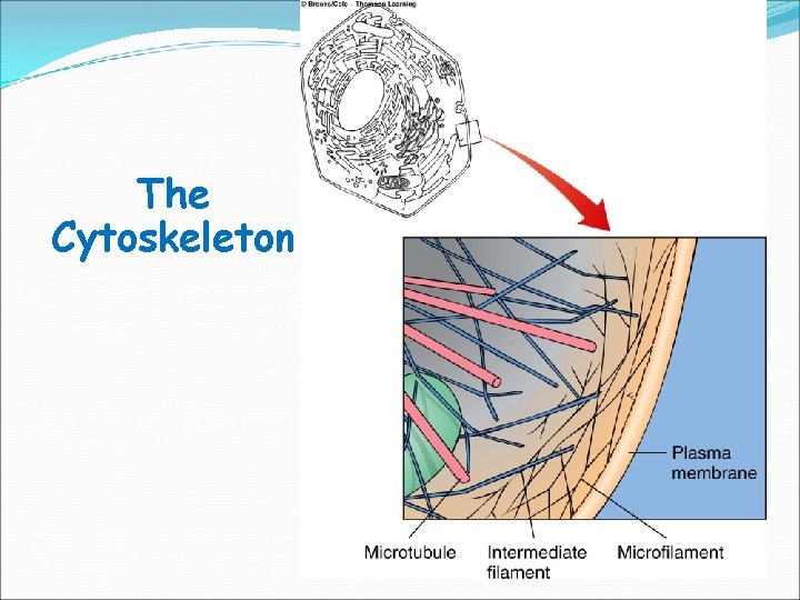 The Cytoskeleton 