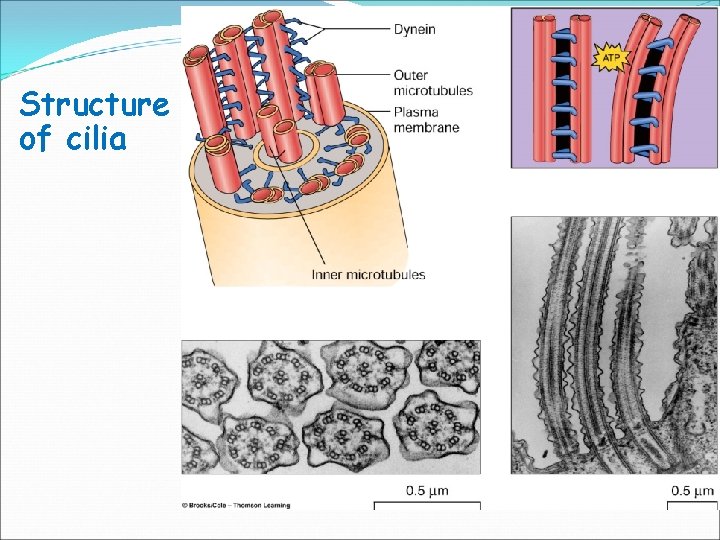 Structure of cilia 