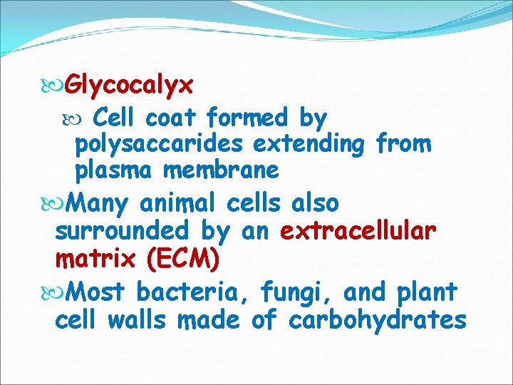  Glycocalyx Cell coat formed by polysaccarides extending from plasma membrane Many animal cells