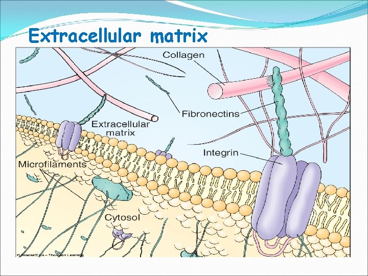 Extracellular matrix 