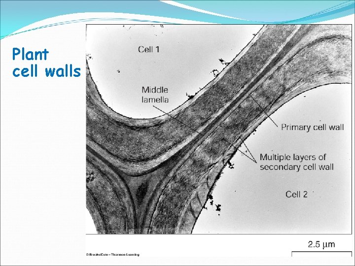 Plant cell walls 