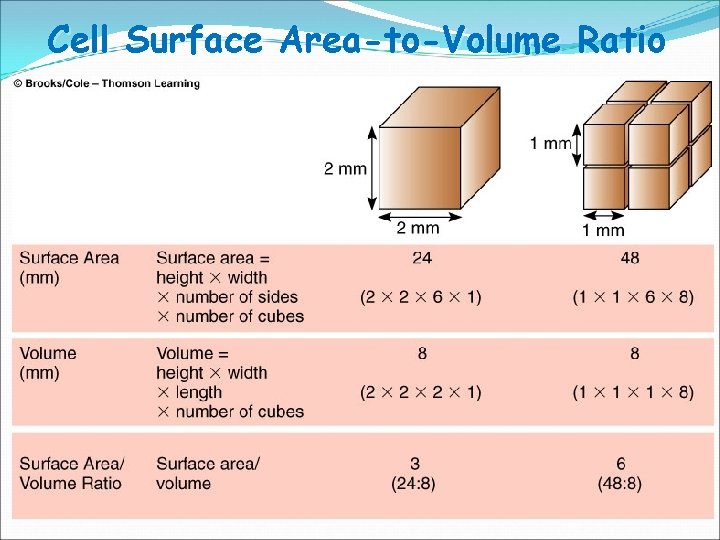 Cell Surface Area-to-Volume Ratio 