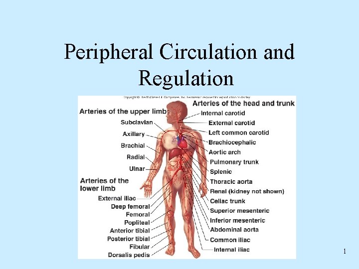 Peripheral Circulation and Regulation 1 