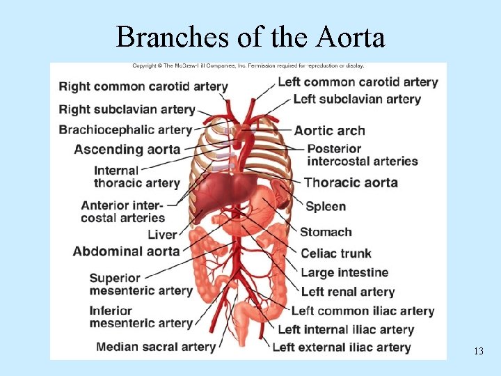 Branches of the Aorta 13 