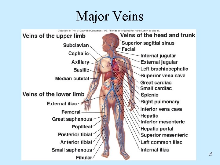 Major Veins 15 