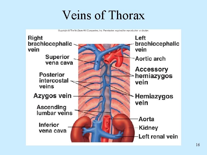 Veins of Thorax 16 