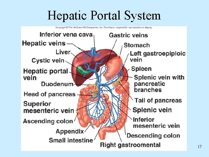 Hepatic Portal System 17 