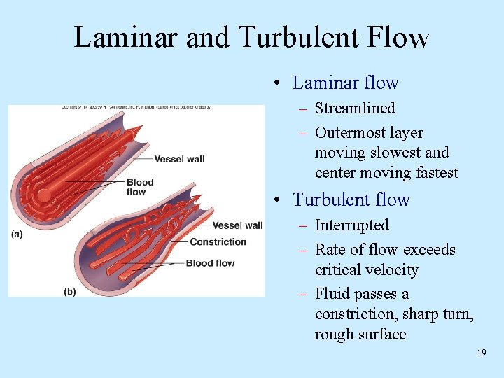 Laminar and Turbulent Flow • Laminar flow – Streamlined – Outermost layer moving slowest