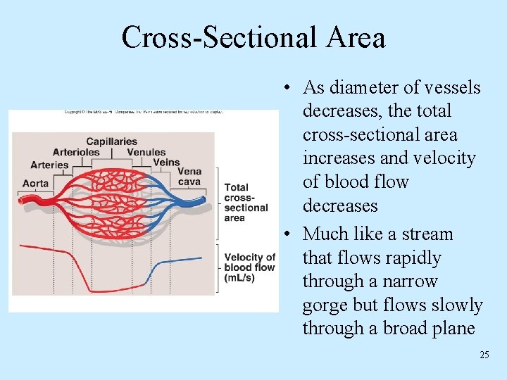 Cross-Sectional Area • As diameter of vessels decreases, the total cross-sectional area increases and