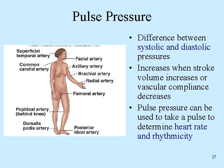 Pulse Pressure • Difference between systolic and diastolic pressures • Increases when stroke volume