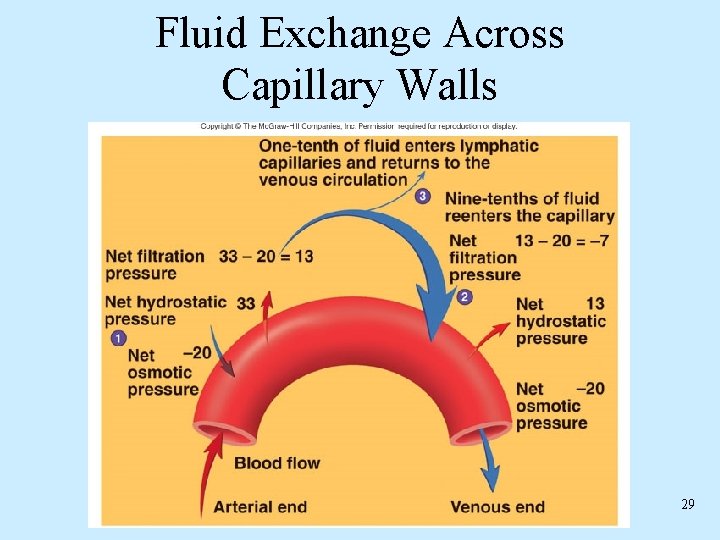 Fluid Exchange Across Capillary Walls 29 