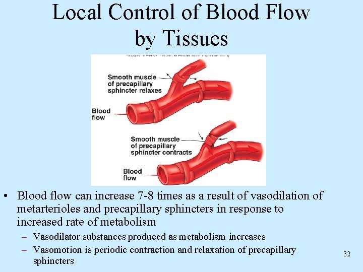 Local Control of Blood Flow by Tissues • Blood flow can increase 7 -8