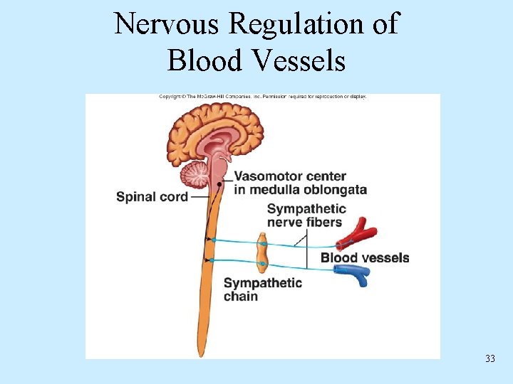 Nervous Regulation of Blood Vessels 33 