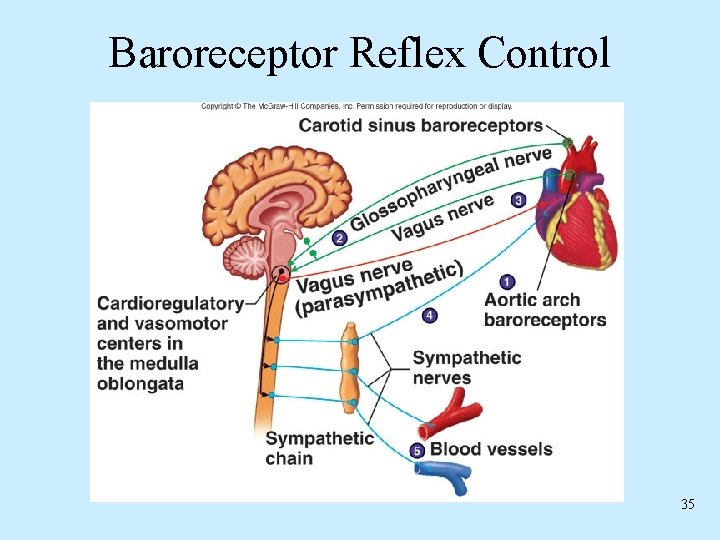 Baroreceptor Reflex Control 35 