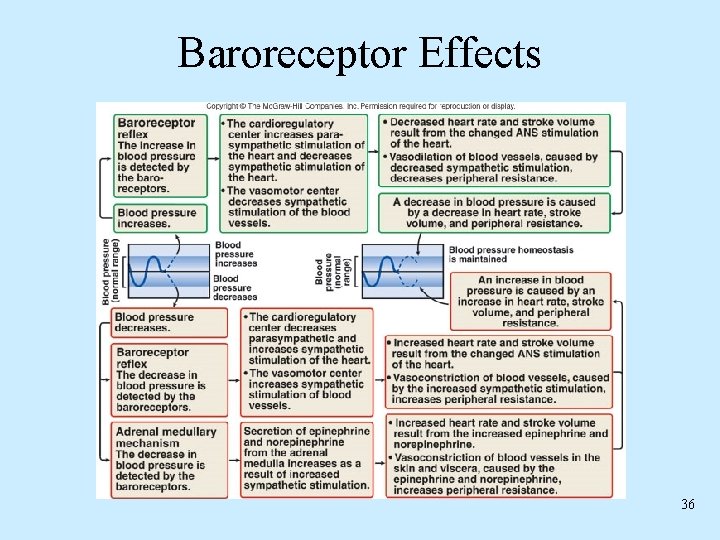 Baroreceptor Effects 36 