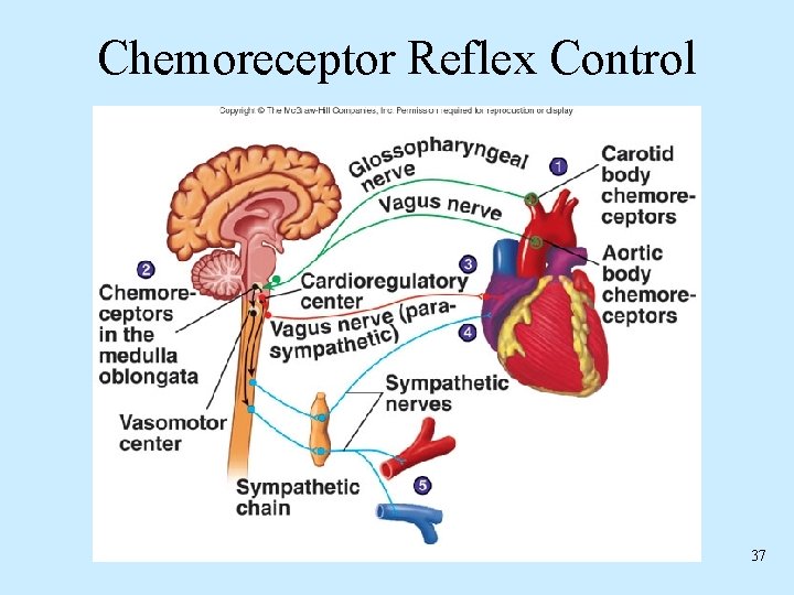 Chemoreceptor Reflex Control 37 