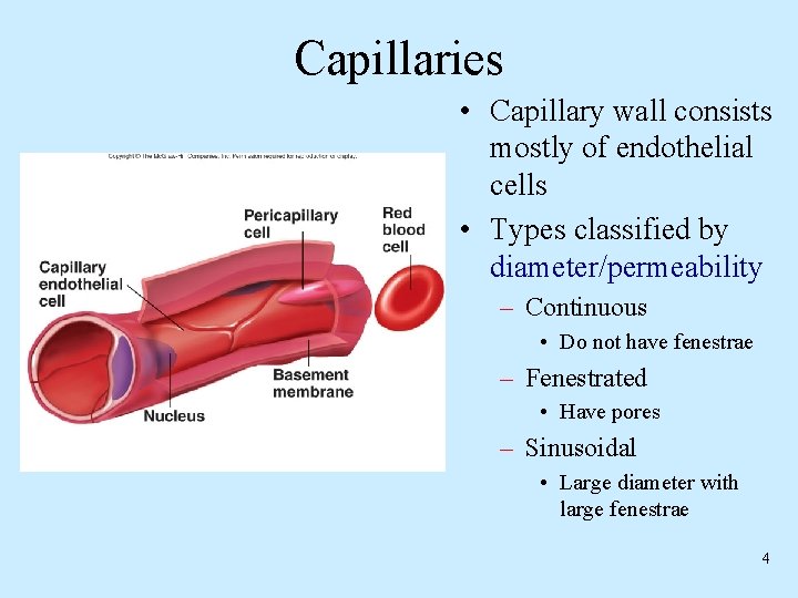 Capillaries • Capillary wall consists mostly of endothelial cells • Types classified by diameter/permeability