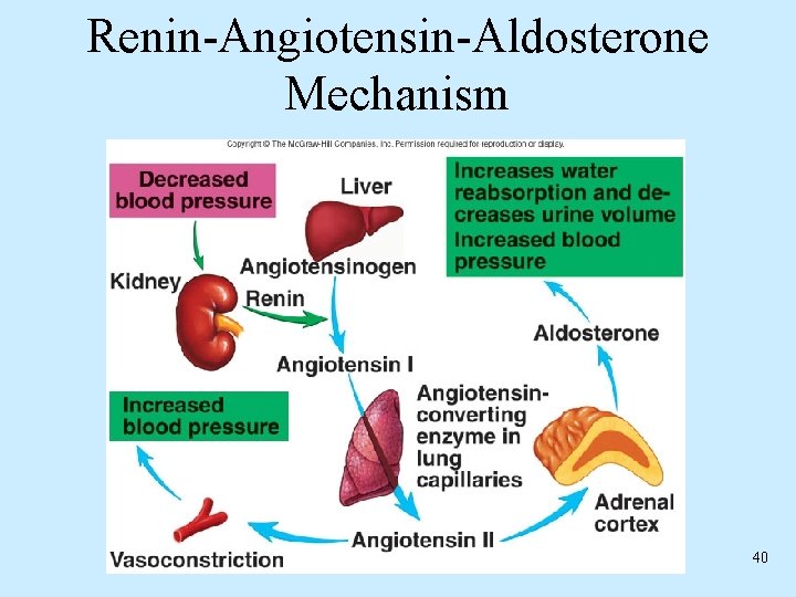 Renin-Angiotensin-Aldosterone Mechanism 40 