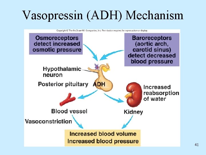 Vasopressin (ADH) Mechanism 41 