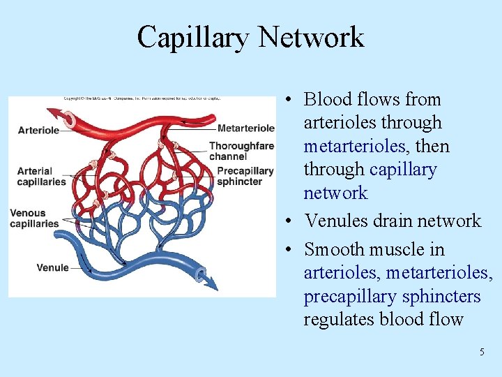 Capillary Network • Blood flows from arterioles through metarterioles, then through capillary network •