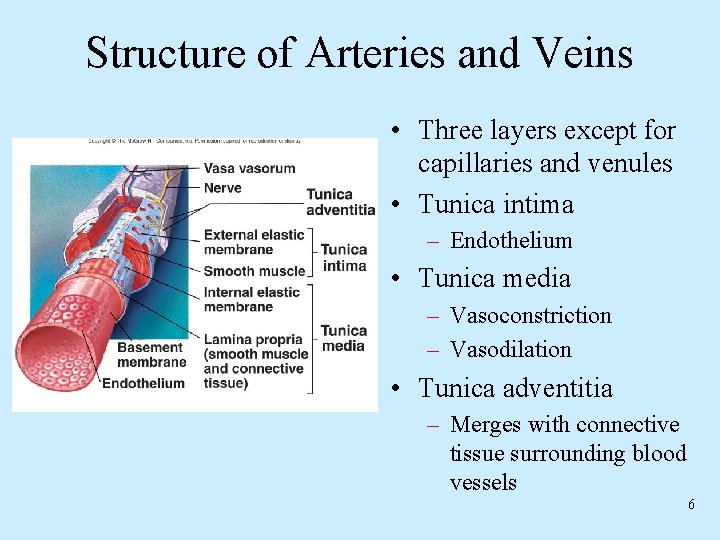 Structure of Arteries and Veins • Three layers except for capillaries and venules •