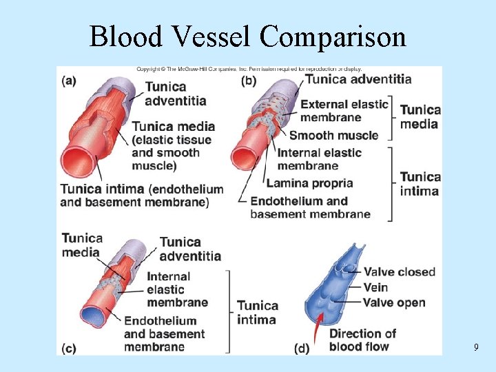 Blood Vessel Comparison 9 