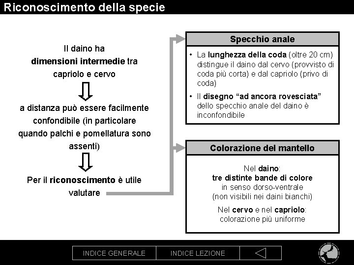 Riconoscimento della specie Il daino ha dimensioni intermedie tra capriolo e cervo a distanza