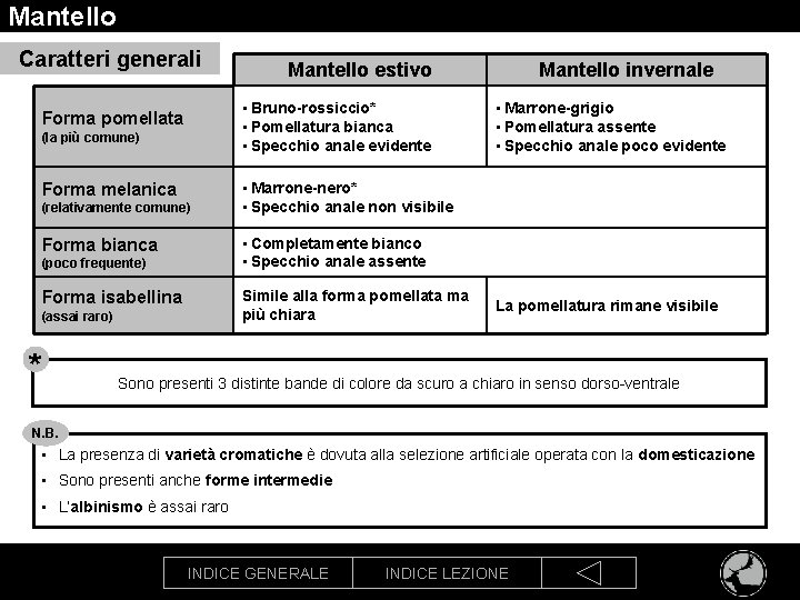 Mantello Caratteri generali • Bruno-rossiccio* • Pomellatura bianca • Specchio anale evidente Forma pomellata