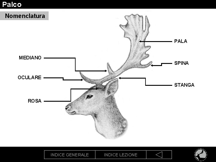 Palco Nomenclatura PALA MEDIANO SPINA OCULARE STANGA ROSA INDICE GENERALE INDICE LEZIONE 