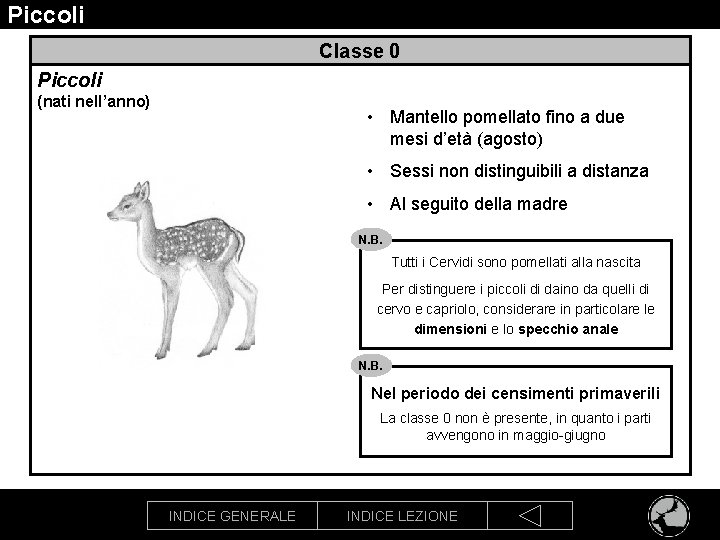 Piccoli Classe 0 Piccoli (nati nell’anno) • Mantello pomellato fino a due mesi d’età