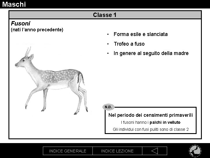 Maschi Classe 1 Fusoni (nati l’anno precedente) • Forma esile e slanciata • Trofeo