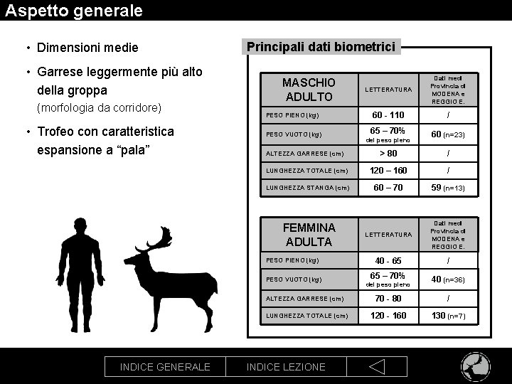 Aspetto generale • Dimensioni medie • Garrese leggermente più alto della groppa (morfologia da