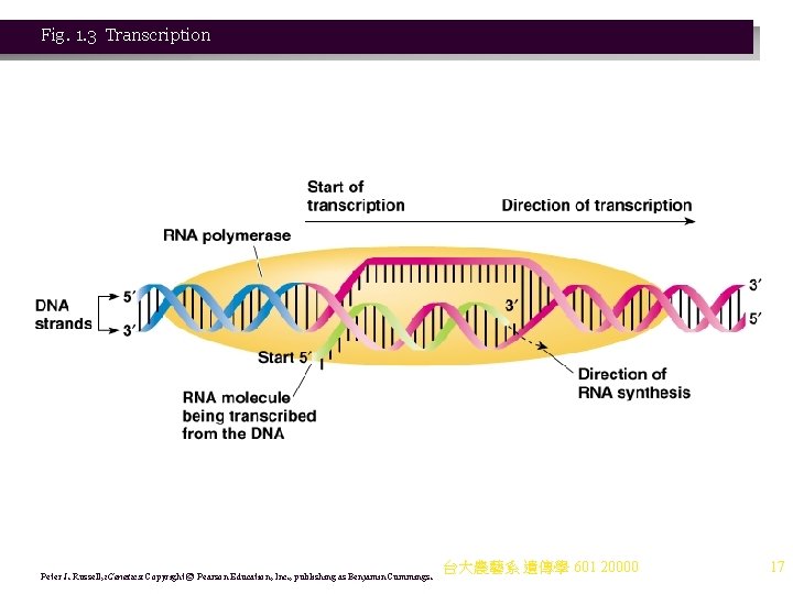 Fig. 1. 3 Transcription Peter J. Russell, i. Genetics: Copyright © Pearson Education, Inc.