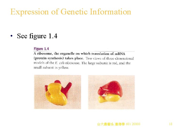 Expression of Genetic Information • See figure 1. 4 台大農藝系 遺傳學 601 20000 18