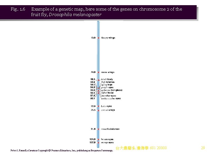 Fig. 1. 6 Example of a genetic map, here some of the genes on