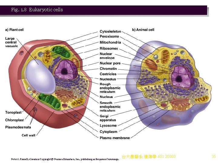 Fig. 1. 8 Eukaryotic cells Peter J. Russell, i. Genetics: Copyright © Pearson Education,
