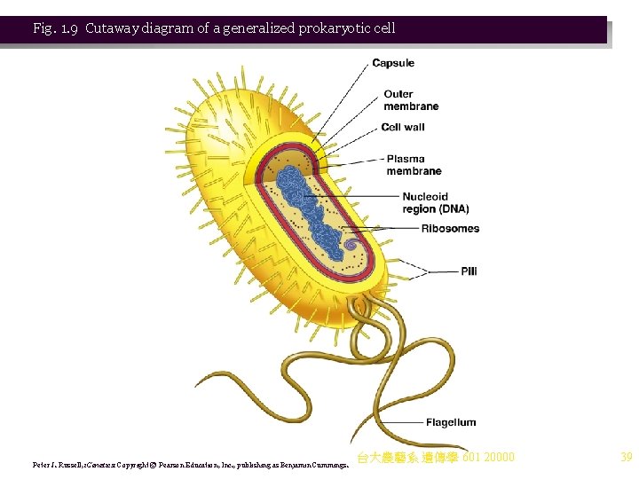 Fig. 1. 9 Cutaway diagram of a generalized prokaryotic cell Peter J. Russell, i.
