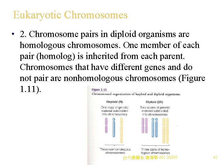 Eukaryotic Chromosomes • 2. Chromosome pairs in diploid organisms are homologous chromosomes. One member