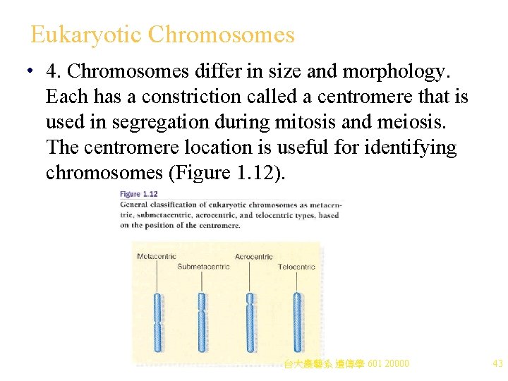 Eukaryotic Chromosomes • 4. Chromosomes differ in size and morphology. Each has a constriction
