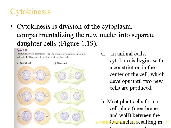 Cytokinesis • Cytokinesis is division of the cytoplasm, compartmentalizing the new nuclei into separate