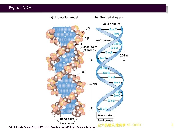 Fig. 1. 1 DNA Peter J. Russell, i. Genetics: Copyright © Pearson Education, Inc.